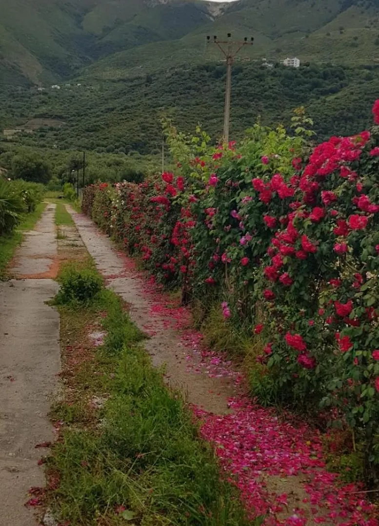 Villa The Olive Grove Borsh Albania